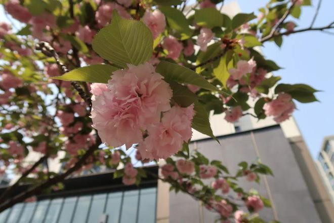 幼儿入托“零”距离多项教育服务实事项目发布！本周日森林越野半马开跑 杨浦一周(图20)