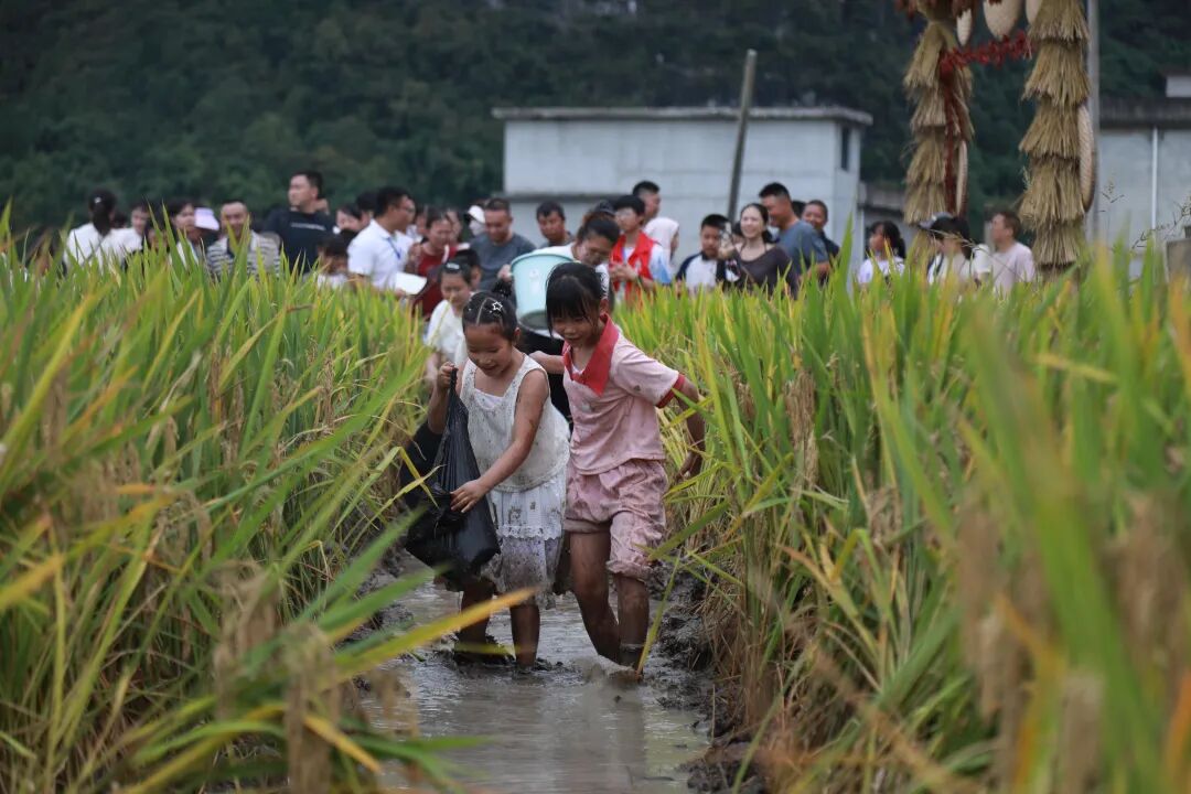 贵州龙里：在希望的田野上奏响丰收乐章(图6)